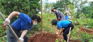 Đoàn thanh niên trường mầm non Him Lam – Thành phố Điện Biên Phủ chăm sóc cây hoa ban trên khu di tích lịch sử (Đồi D)